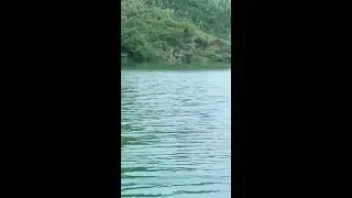 Catching GIANT Wild Fish Barehanded &ndash; Jungle Survival Style!  #Fishing #BushcraftGirl
