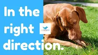 TEACH MY DOG USING REAL WORLD SITUATIONS | MY DOG IS REACTING TO CARS AND OTHER PEOPLE