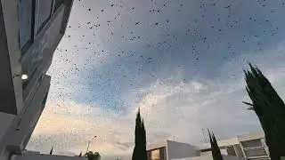 Happy New Year 2026 | Aguascalientes | Belmondo | Birds Flying | Mexico | AmGogu Adventure