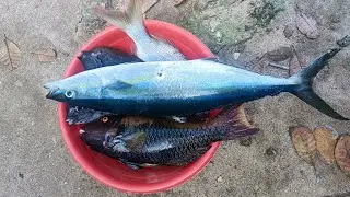 Unlock trophy fish nananaman 😍Rainbow runner 🥰#catchandcook #spearfishingadventures 