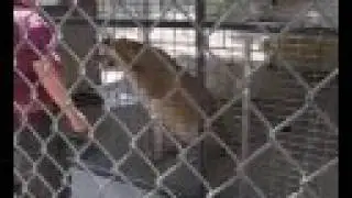 EATM - Cougar/Lioness Feeding