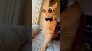 Funny Cat 😺 Beautiful Cat 🐈#classycat #Cat