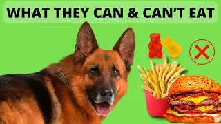 German Shepherd Diet &ndash; What They Can and Can&rsquo;t Eat 🐕🥫🥯