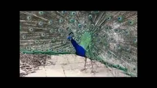 A Peacock Spreads Its Feathers