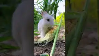 Rabbit # mouse #motivation #shorts