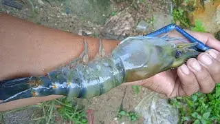 Fishing for large Giant prawns hervest strike barrage tubi