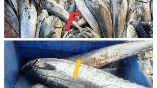 I visited A secret devgad fish market 