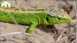 Save Our Sand Lizards- Crowd Funder Video
