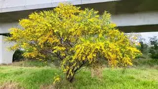 Golden wattle (Acacia pycnantha), a native Australian flowering tree, Kellyville, NSW, Australia