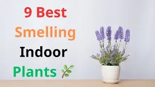 9 Best Smelling Indoor Plants 🌿 | Bring Natural Fragrance into Your Home