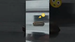 WHAT IS THIS?!🤯(it's a hercules beetle larvae) #spooky #beetle #bug #farming #farmer