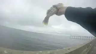 Ocean Beach Pier Fishing Mackerel and Calico Bass!