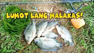 Best Fishing Tilapia, Bait and wait in Philippines | Lumot lang malakas.
