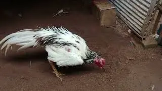 Pacek kandang, darah bombali MADURA, pukul panas🔥🔥🔥  💣💣💣