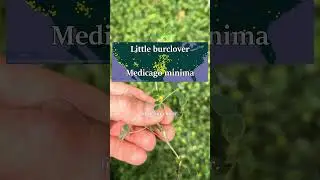 Clovers, burclovers, sweetclovers, & 