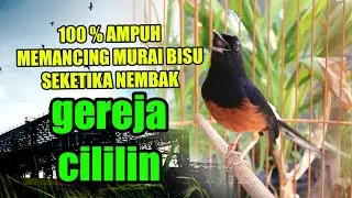 PANCINGAN MURAI BATU GACOR DOR BONGKAR ISIAN,  CILILIN KENARI GACOR PANJANG