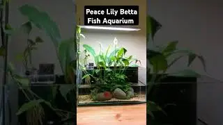 Peace Lily Betta Fish Aquarium ( How To: Step By Step Planted Tank Guide )
