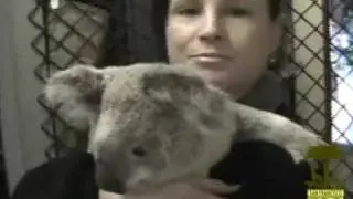 Koalas at the San Francisco Zoo