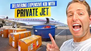Delivering Expensive Koi Fish to Las Vegas Show!