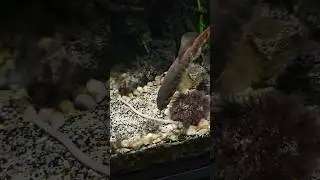 feeding my fish some worms from the garden