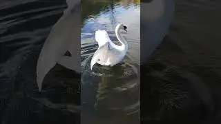 #cisne#Kn&ouml;lsvan#Mute#swan#cygnusolor#cygnus#Hagaparken#Solna#siguemenature#lago#lake#sj&ouml;#agua