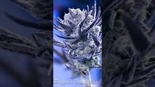 Fragrant Possibilities Photography foofighter x grateful breath cannabis #shorts 🇨🇦