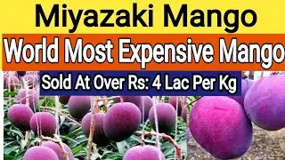 Purple Mango | Miyazaki Amm | Miyazaki Mango plant | Miyazaki Mango | AllAboutInfo Zone
