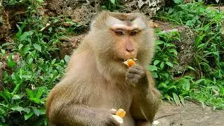 The most beautiful hi-breeding monkey
