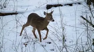 Spike Buck in Windsor NY