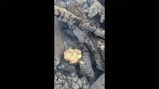 Cooking with Fire: Ash Bread