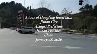 A tour of Hongfeng forest farm, Jishou City, Xiangxi Prefecture, Hunan Province, China