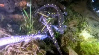 Midnight snorkel captures salamander migration in action