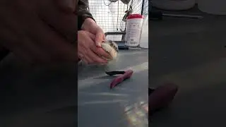 Clipping a Quail Beak