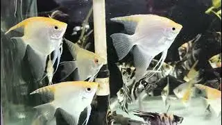 Top Marine Biologist Reveals BEST Secrets of Angel Fish Care