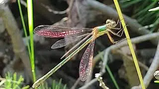 Lestes sponsa