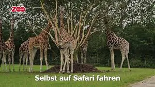 So besuchen Sie GIVSKUD ZOO ZOOTOPIA