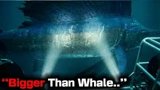 27-ft Sailfish TWICE The Size Of Normal Discovered In Deep Ocean Zone and It's Stuns Scientists!