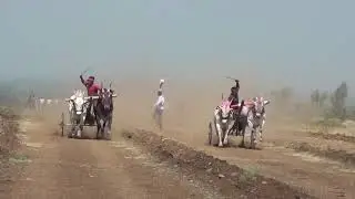 Bullock Cart Race | Bullock Cart Ride | Bullock Cart Video | #BullockCartRace