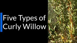 The Five Best Types of Curly Willow
