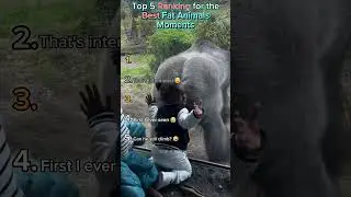 Рейтинг лучших моментов с толстыми животными 🤣💯