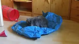 Perserkatze Möpschens blauer Sack..