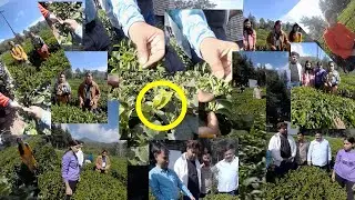 Camellia sinensis/Tea production/Cultivation/Harvesting/Processing/Rolling/ Fermentation/ Drying