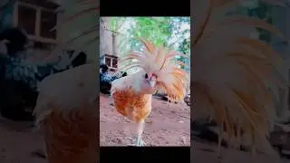 &ldquo;This chick hatched during shipping&hellip;and turned into something nobody expected. #rescue #shorts