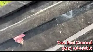 Pest control GTA and PEEL