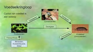 Voedselkringloop - producenten, consumenten en reducenten