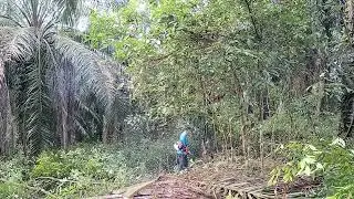 Mesin Rumput Mata Chainsaw