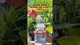 How to Grow Onions Without Soil Using Just a Water Bottle | Easy Balcony Garden Hack