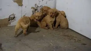 PuppyFinder.com : AKC Registered Golden Retriever Puppy For Sale Apple Creek, Ohio