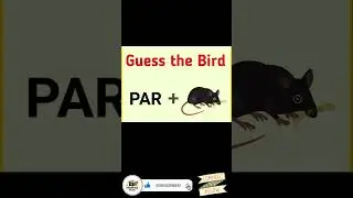 Guess the bird | MixMind Media