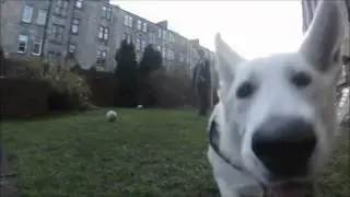 Dino slow motion